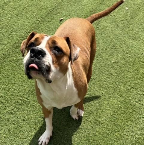 Thumbelina, Adoptable, Young Female Boxer.