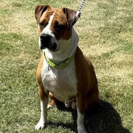 Thumbalina, a Adoptable mixed breed in Williston, VT image 2/6