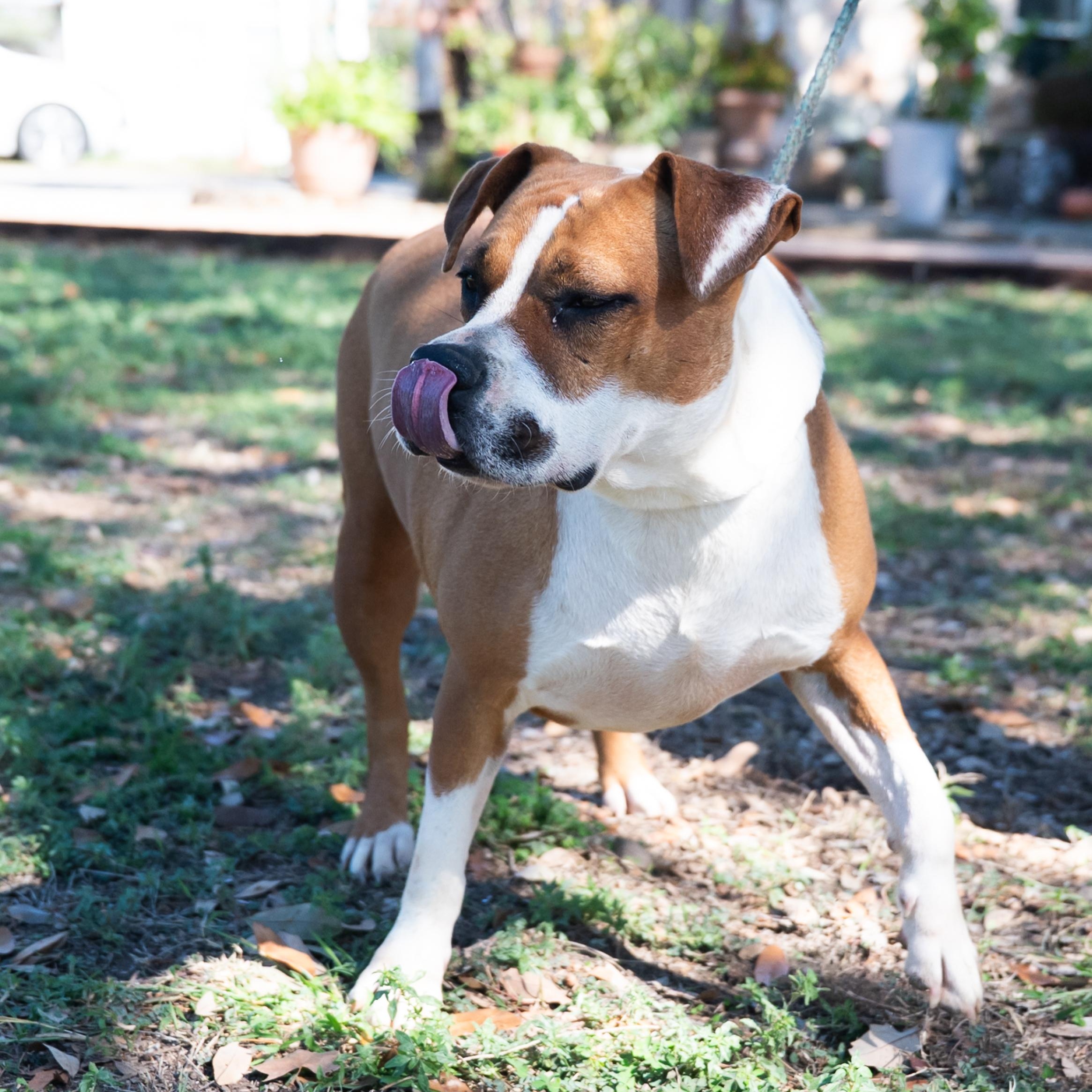 Thumbalina, a Adoptable mixed breed in Williston, VT image 5/6