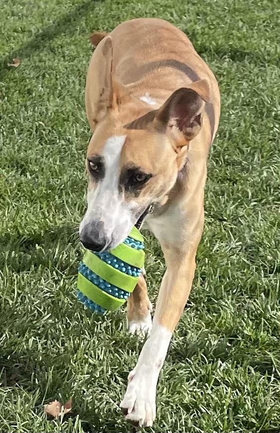 Tulsa, a Adoptable mixed breed in Lodi, CA image 6/6