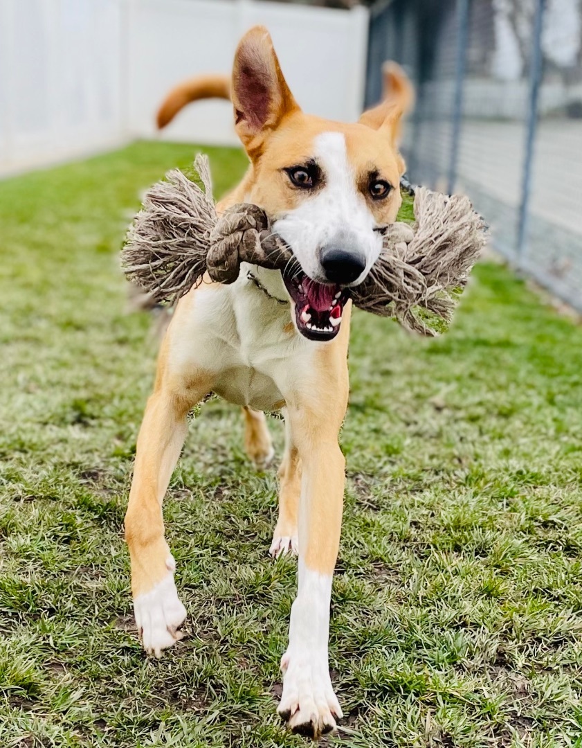 Tulsa, a Adoptable mixed breed in Lodi, CA image 4/6