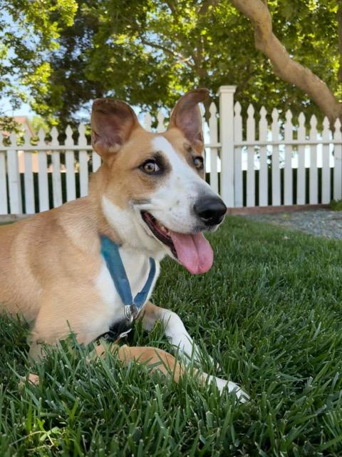 Tulsa, an adoptable Border Collie in Lodi, CA, 95242 | Photo Image 1
