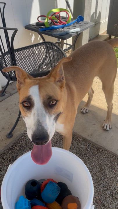 Enlarge Tulsa, a Adoptable mixed breed in Lodi, CA video 3/6