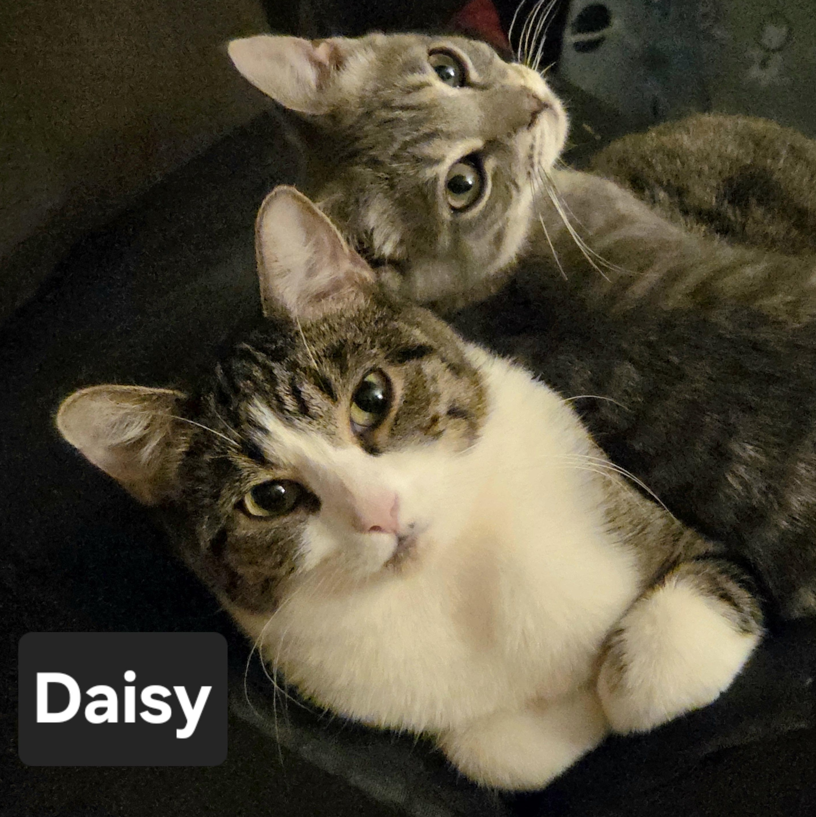 Enlarge Daisy, a Adoptable Domestic Short Hair in Cortland, NY image 1/1