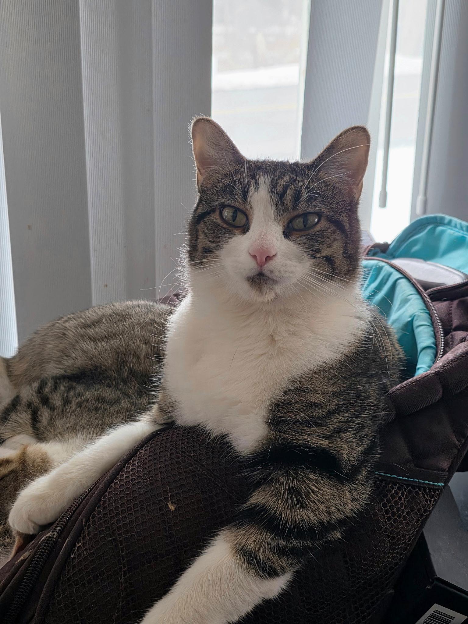 Enlarge Daisy, an adopted Domestic Short Hair in Cortland, NY image 1/2
