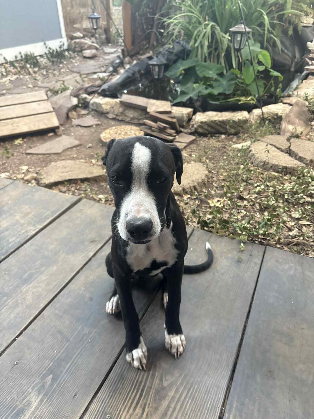 Trace, a Adopted mixed breed in Houston, TX image 1/6