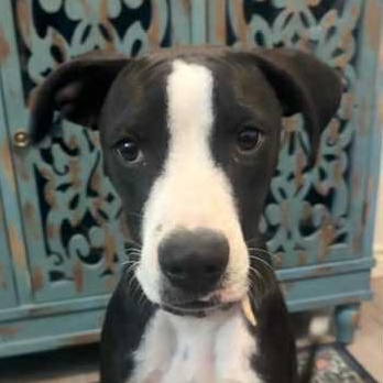 Trace, a Adopted mixed breed in Houston, TX image 3/6