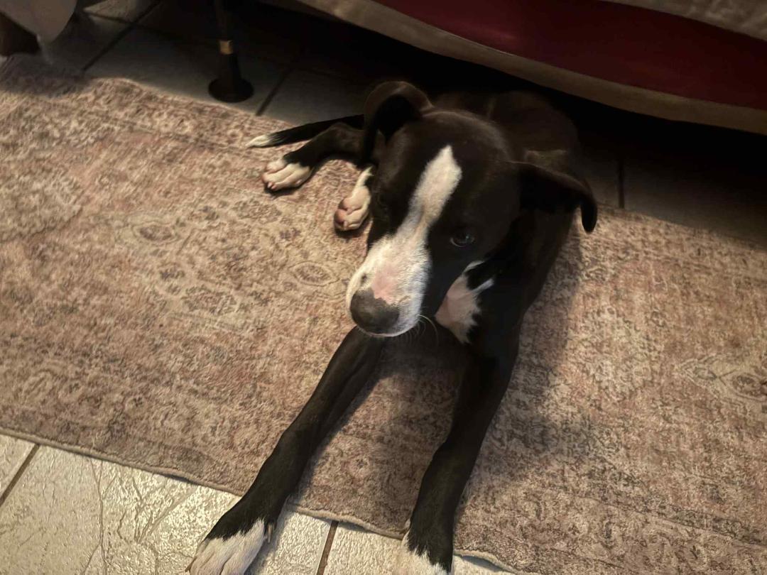 Trace, a Adopted mixed breed in Houston, TX image 4/6