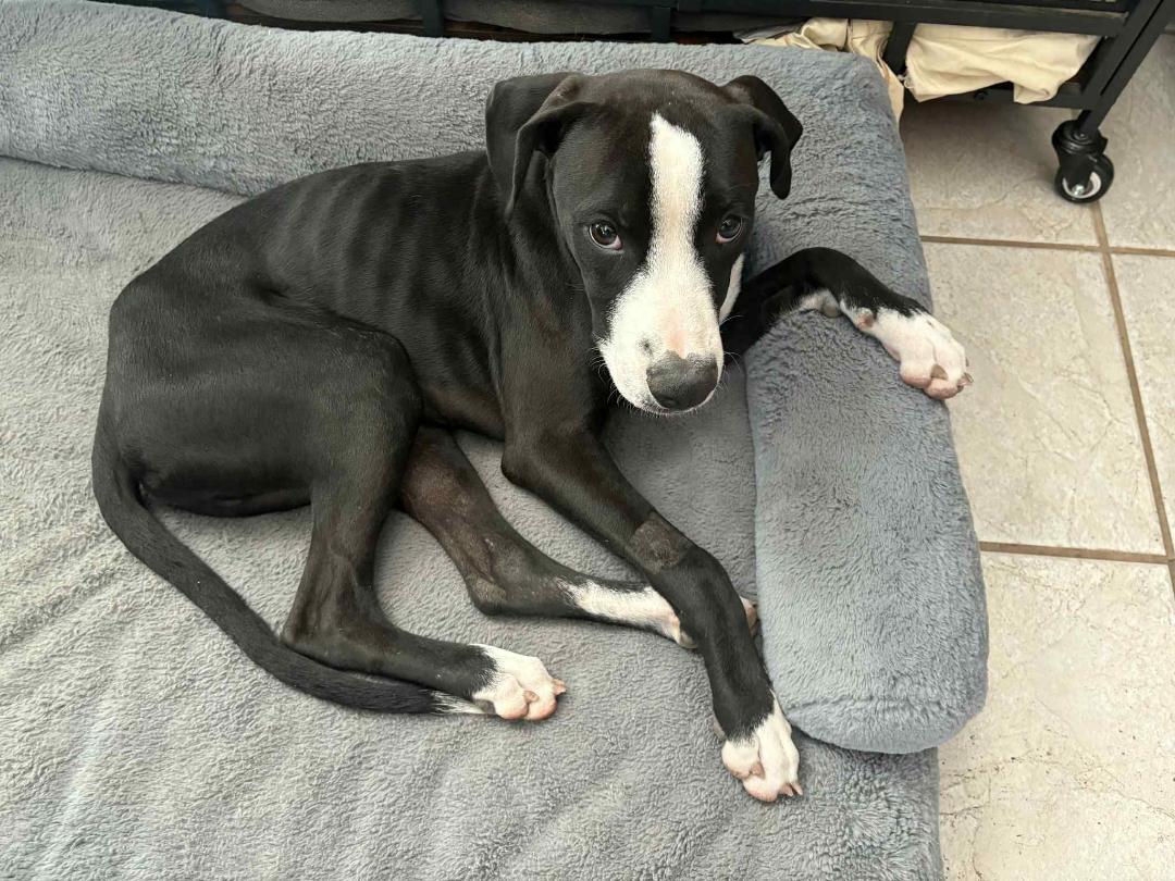 Trace, a Adopted mixed breed in Houston, TX image 5/6