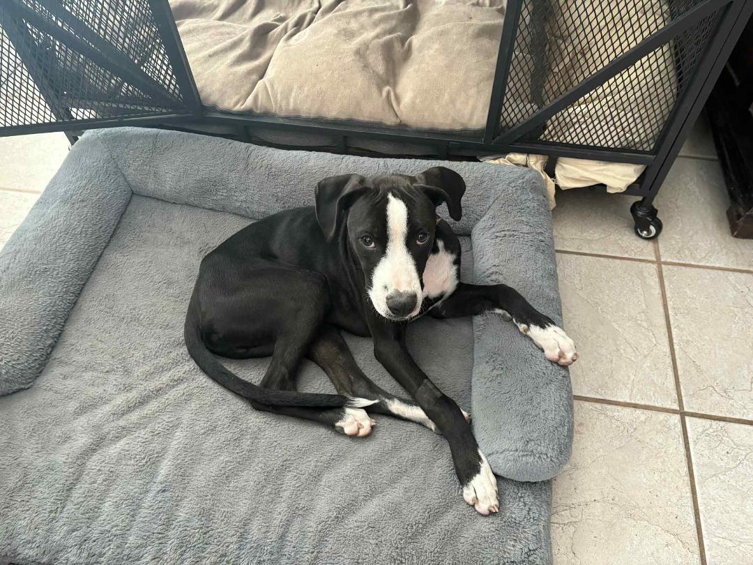 Trace, a Adopted mixed breed in Houston, TX image 6/6