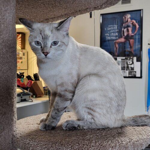 Angel, Adoptable, Kitten Female Domestic Short Hair & Siamese.