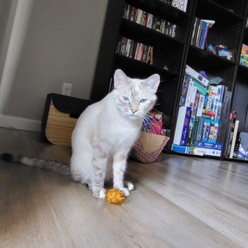 Enlarge Angel, a Adoptable mixed breed in Gilbert, AZ image 3/3