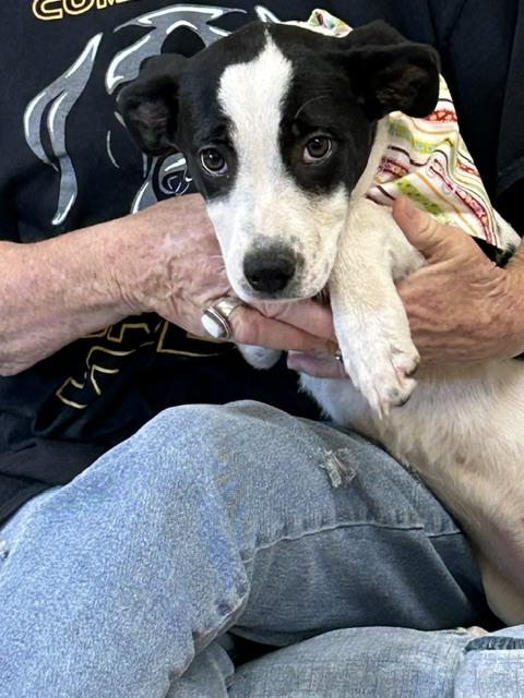 Enlarge Lily, a ADOPTABLE mixed breed in Nocona, TX image 1/1