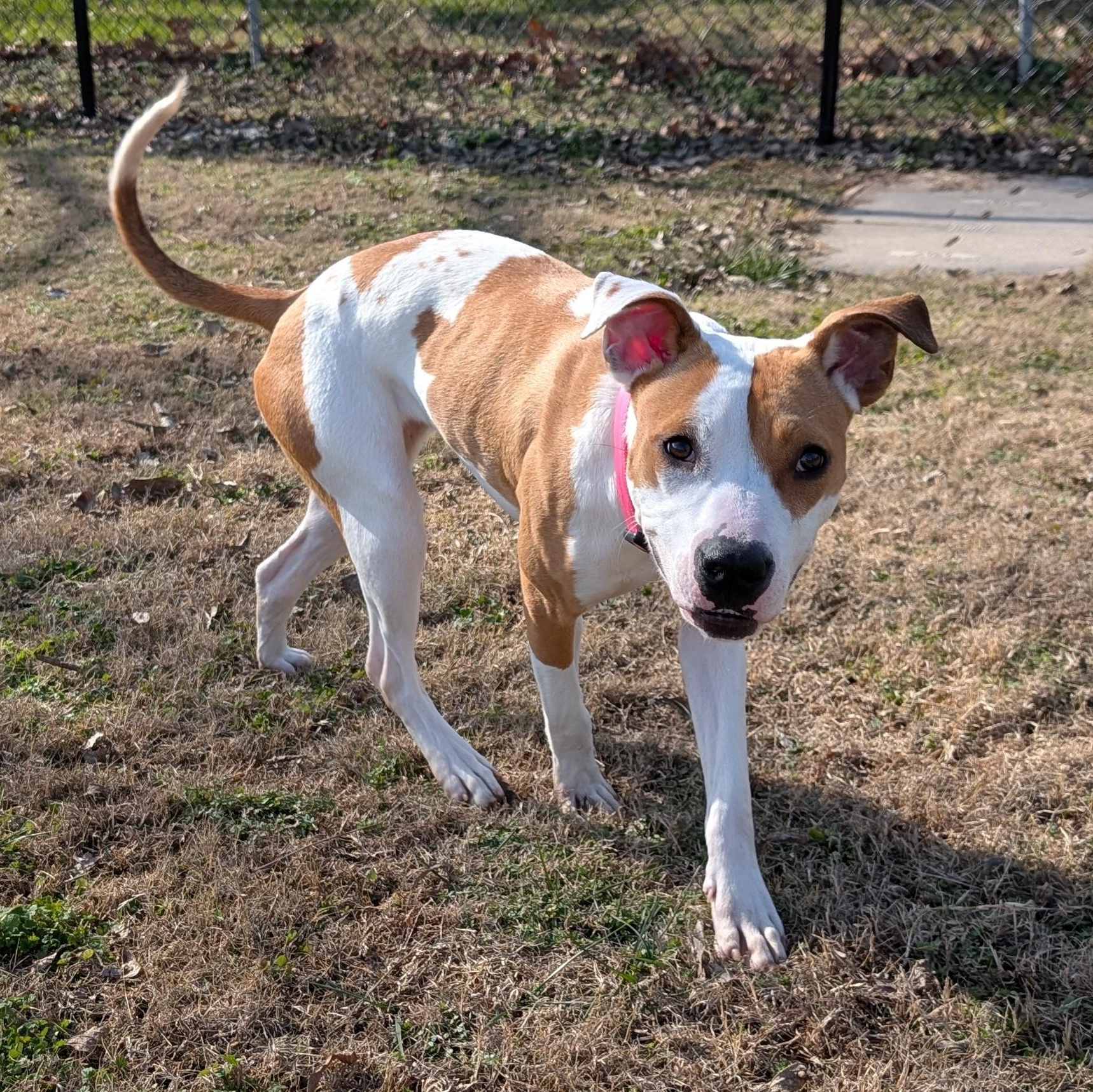 Enlarge Porsche, a ADOPTABLE mixed breed in Lowell, AR image 1/5