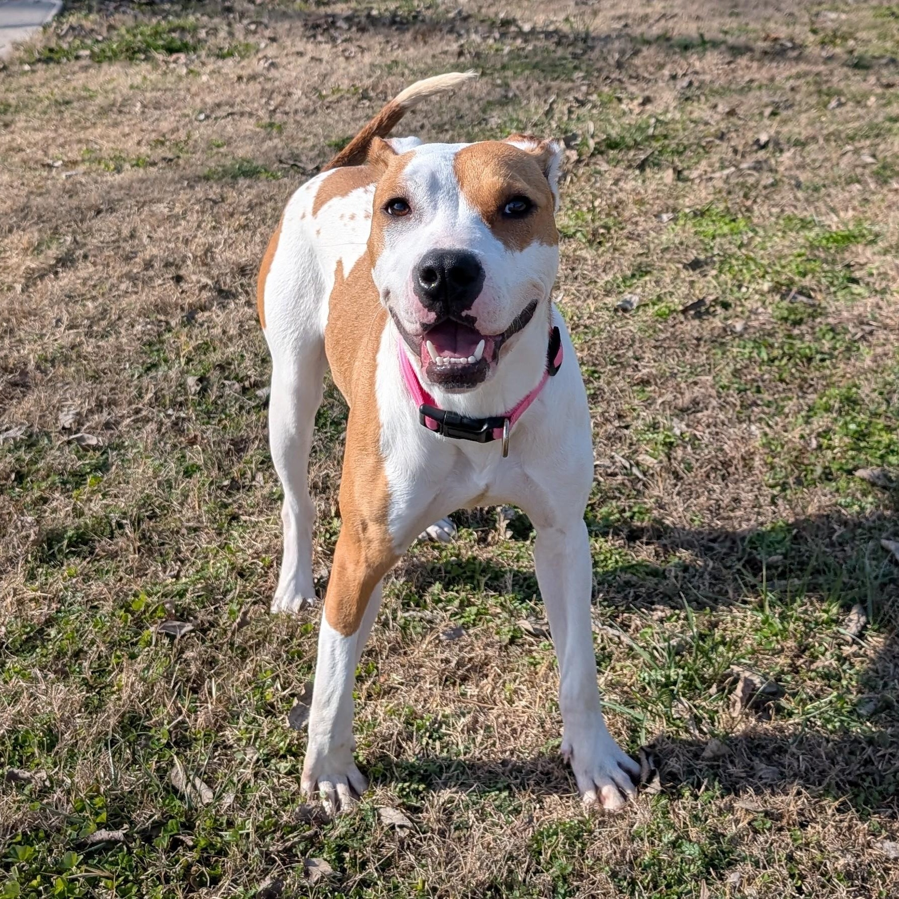 Enlarge Porsche, a ADOPTABLE mixed breed in Lowell, AR image 3/5