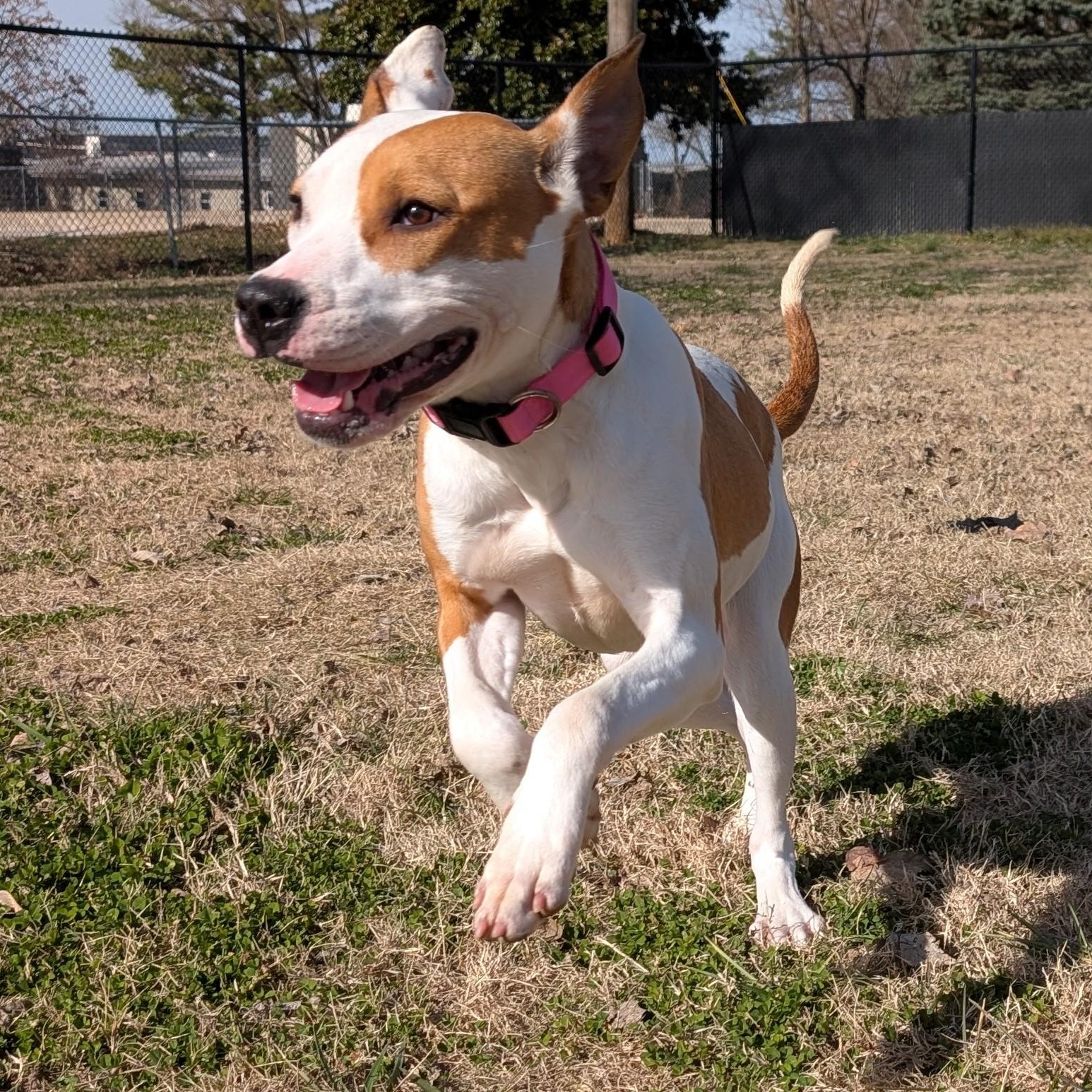 Enlarge Porsche, a ADOPTABLE mixed breed in Lowell, AR image 4/5