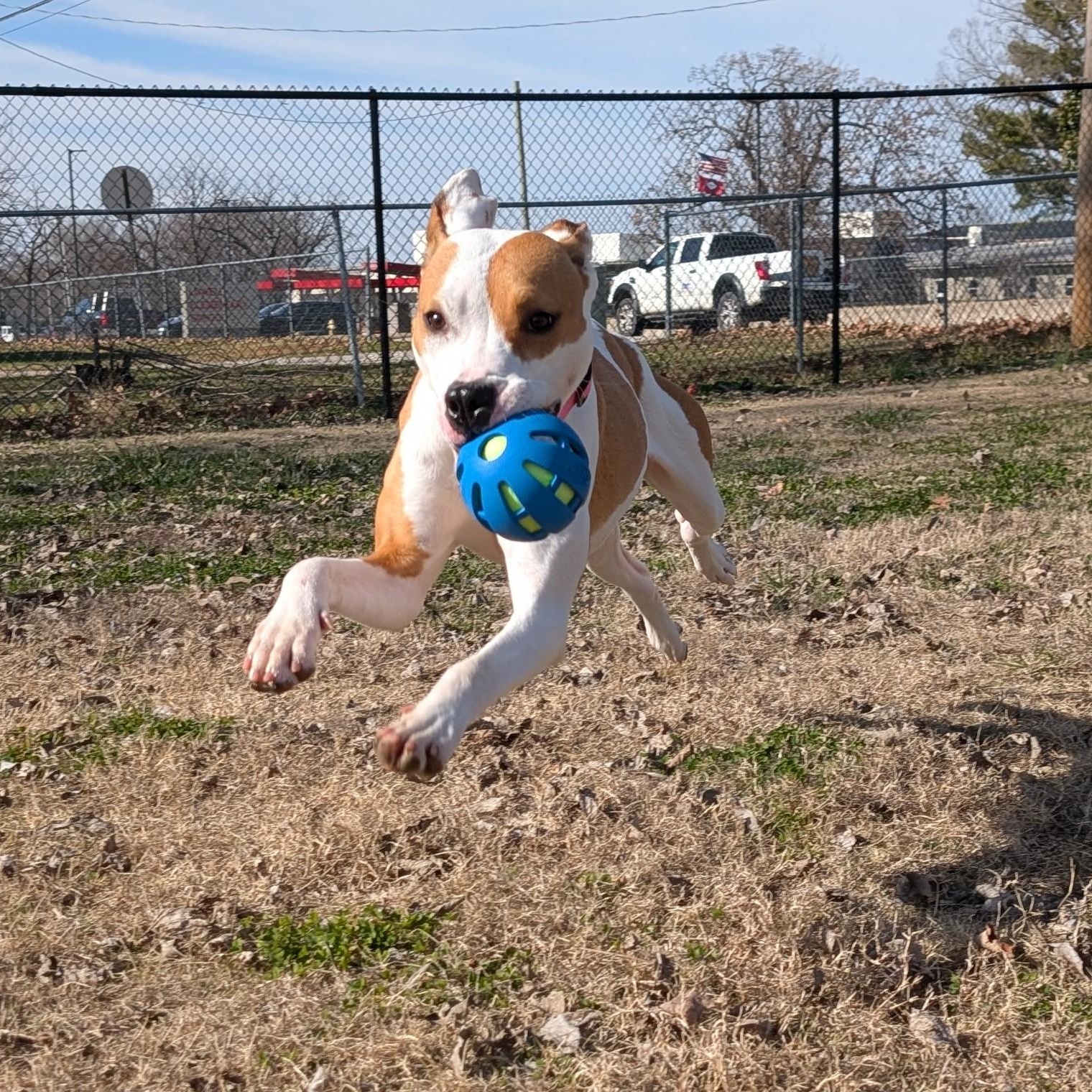 Enlarge Porsche, a ADOPTABLE mixed breed in Lowell, AR image 5/5