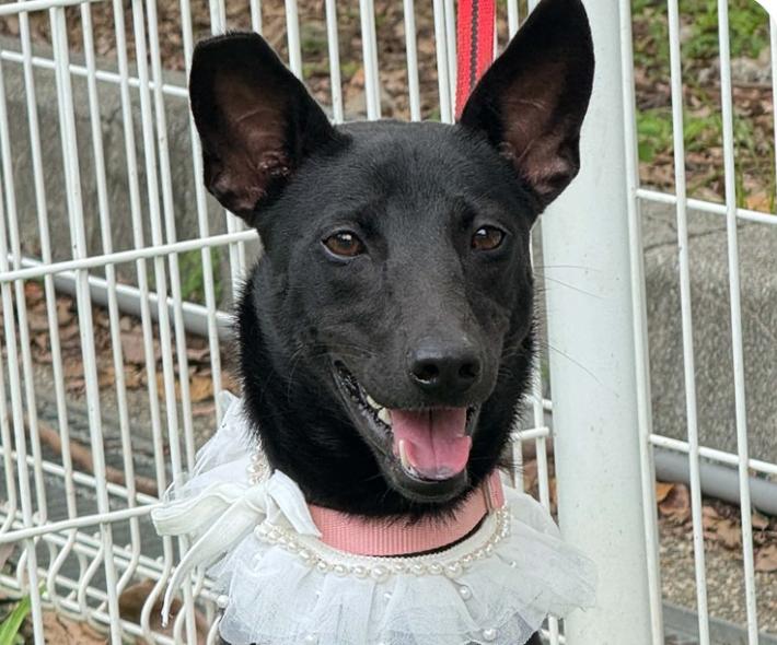 Karina, adopted, Adult Female Mountain Dog.