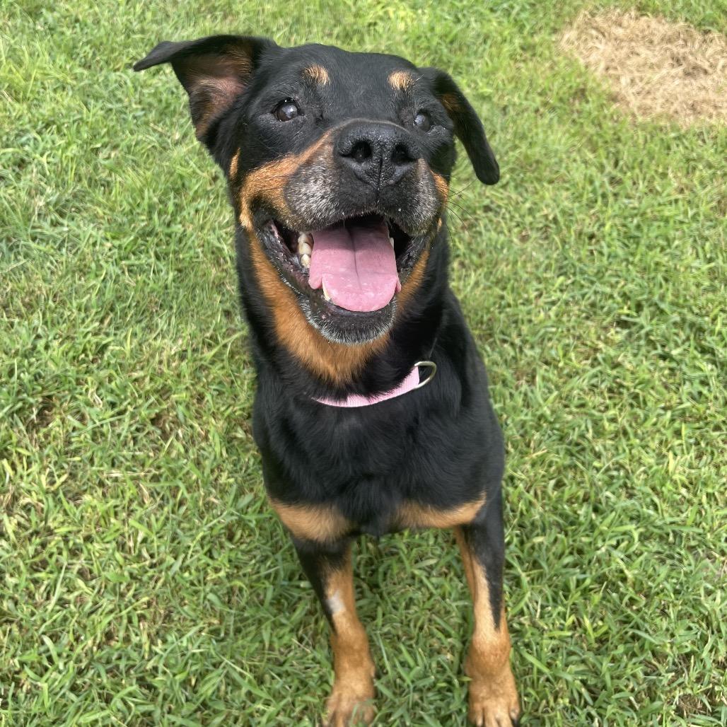 Enlarge Amaya Papaya, a Adoptable Rottweiler in Valdosta , GA image 2/6