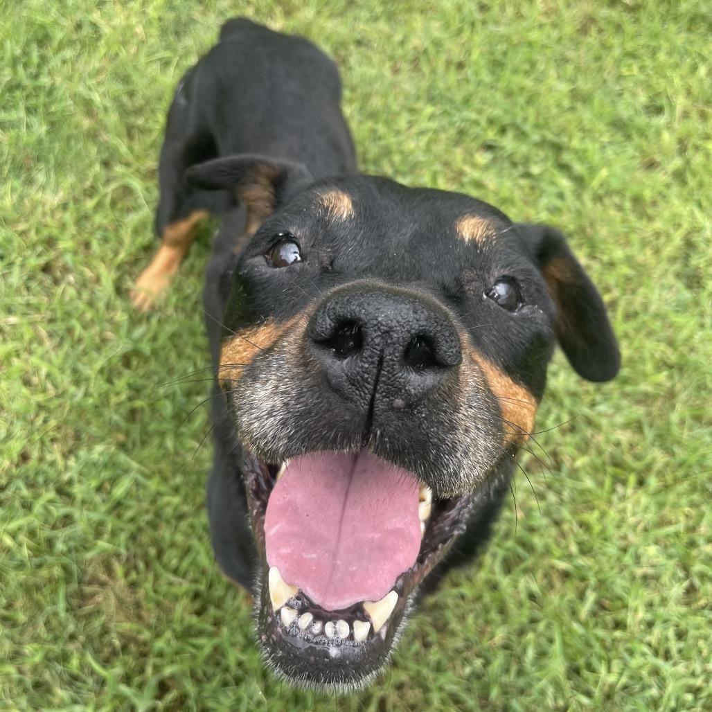 Enlarge Amaya Papaya, a Adoptable Rottweiler in Valdosta , GA image 3/6