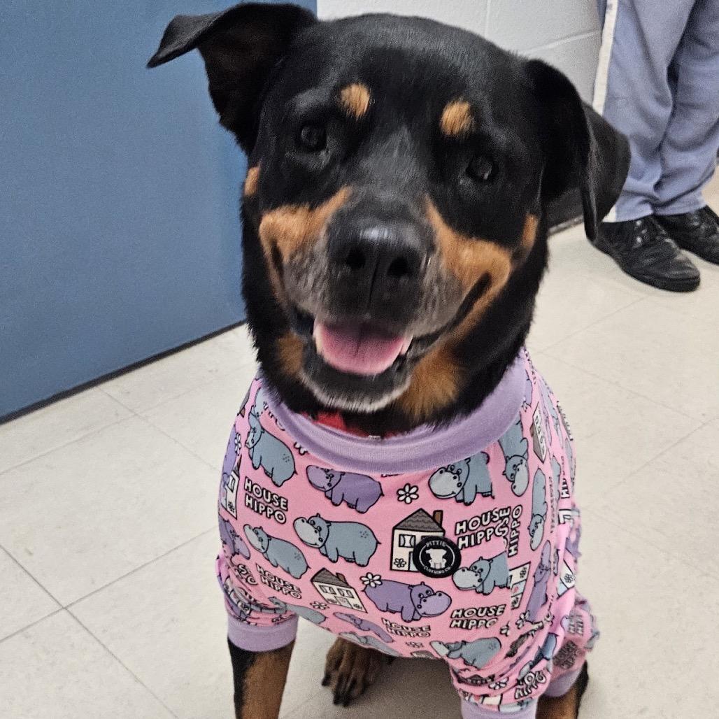 Amaya Papaya, a Adoptable Rottweiler in Valdosta , GA image 2/6