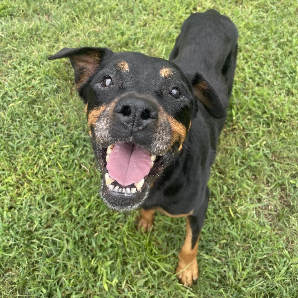 Amaya Papaya, a Adoptable Rottweiler in Valdosta , GA image 4/6