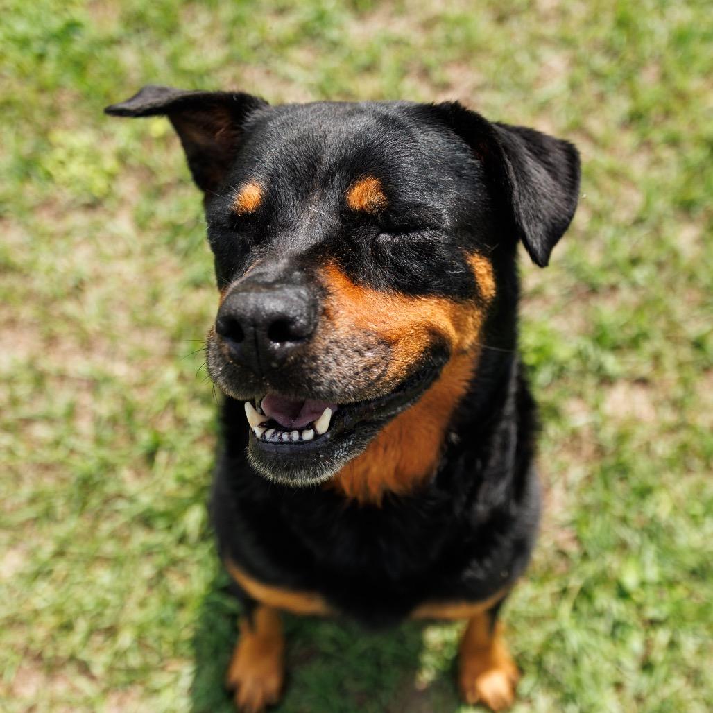 Amaya Papaya, a Adoptable Rottweiler in Valdosta , GA image 6/6