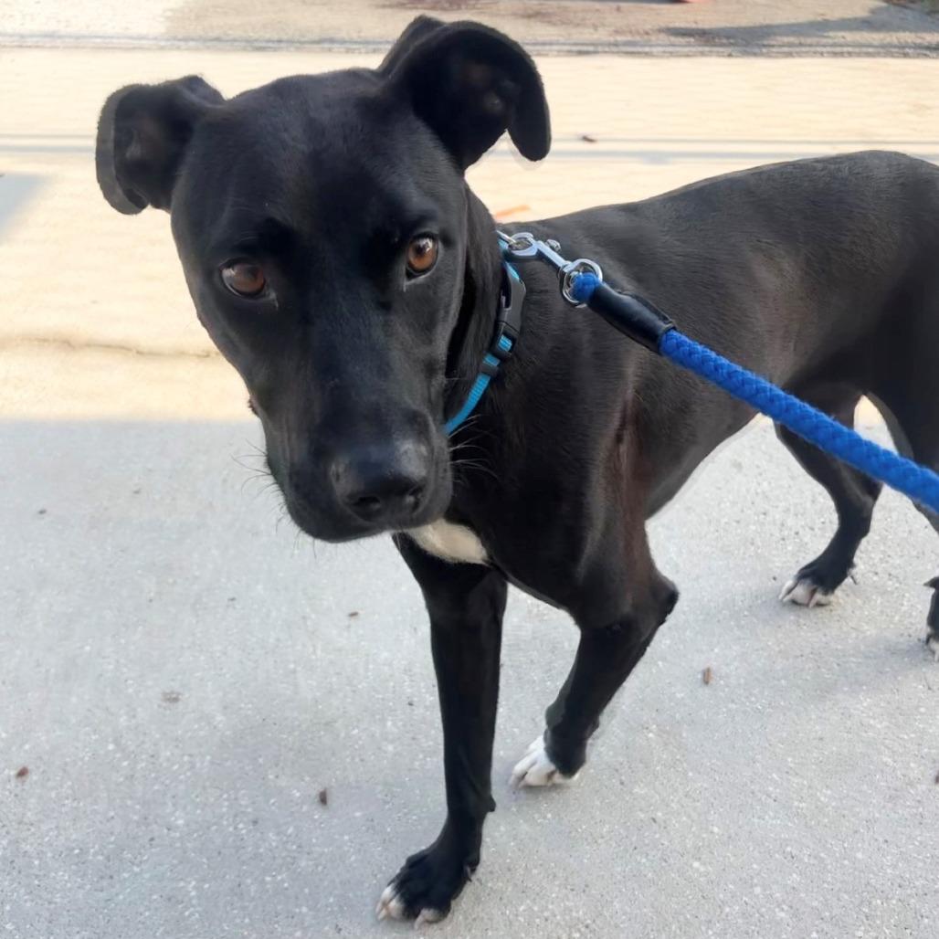 Miller, Adoptable, Young Male Black Labrador Retriever & Mixed Breed.