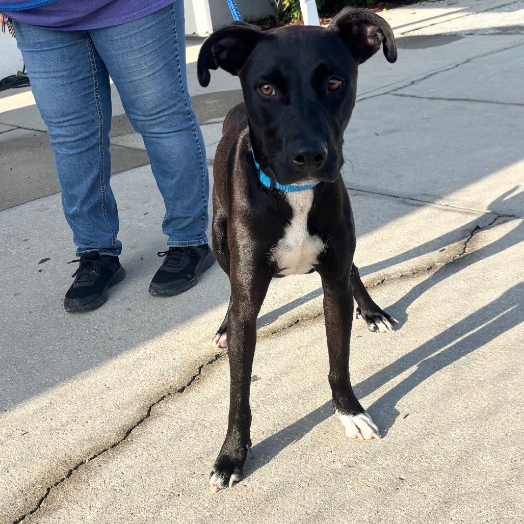Enlarge Miller, a Adoptable mixed breed in Bronson, FL image 2/2