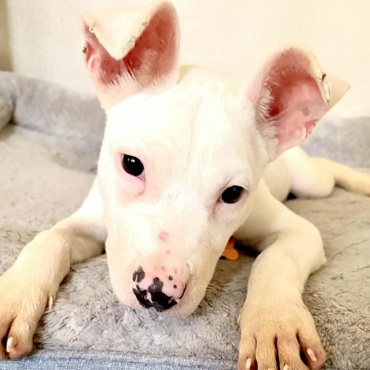 Tilly, an adopted mixed breed in Normal, IL image 2/6