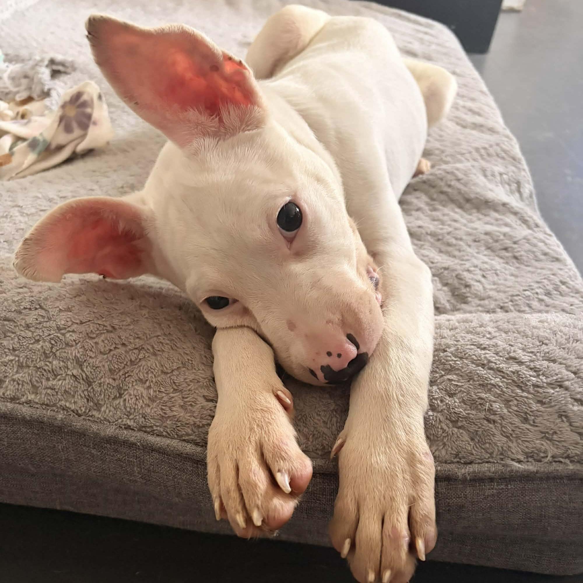 Tilly, an adopted mixed breed in Normal, IL image 3/6