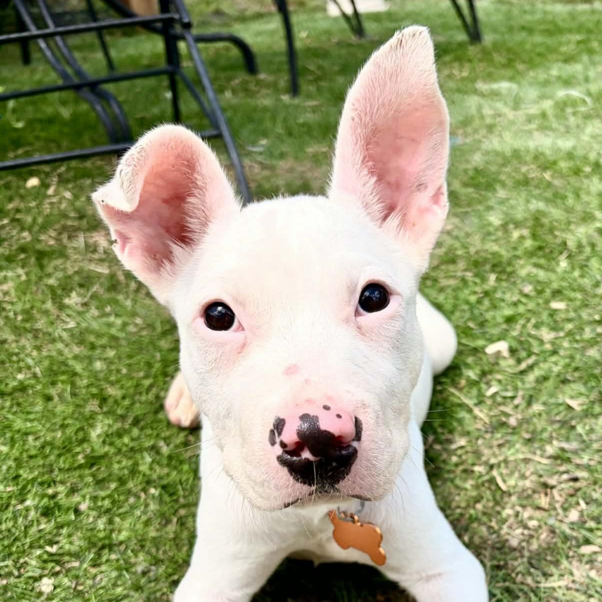 Tilly, adopted, Puppy Female Pit Bull Terrier & Mixed Breed.