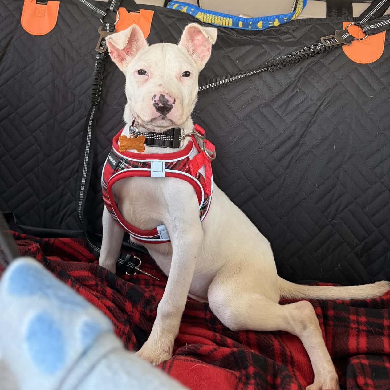 Tilly, an adopted mixed breed in Normal, IL image 4/6