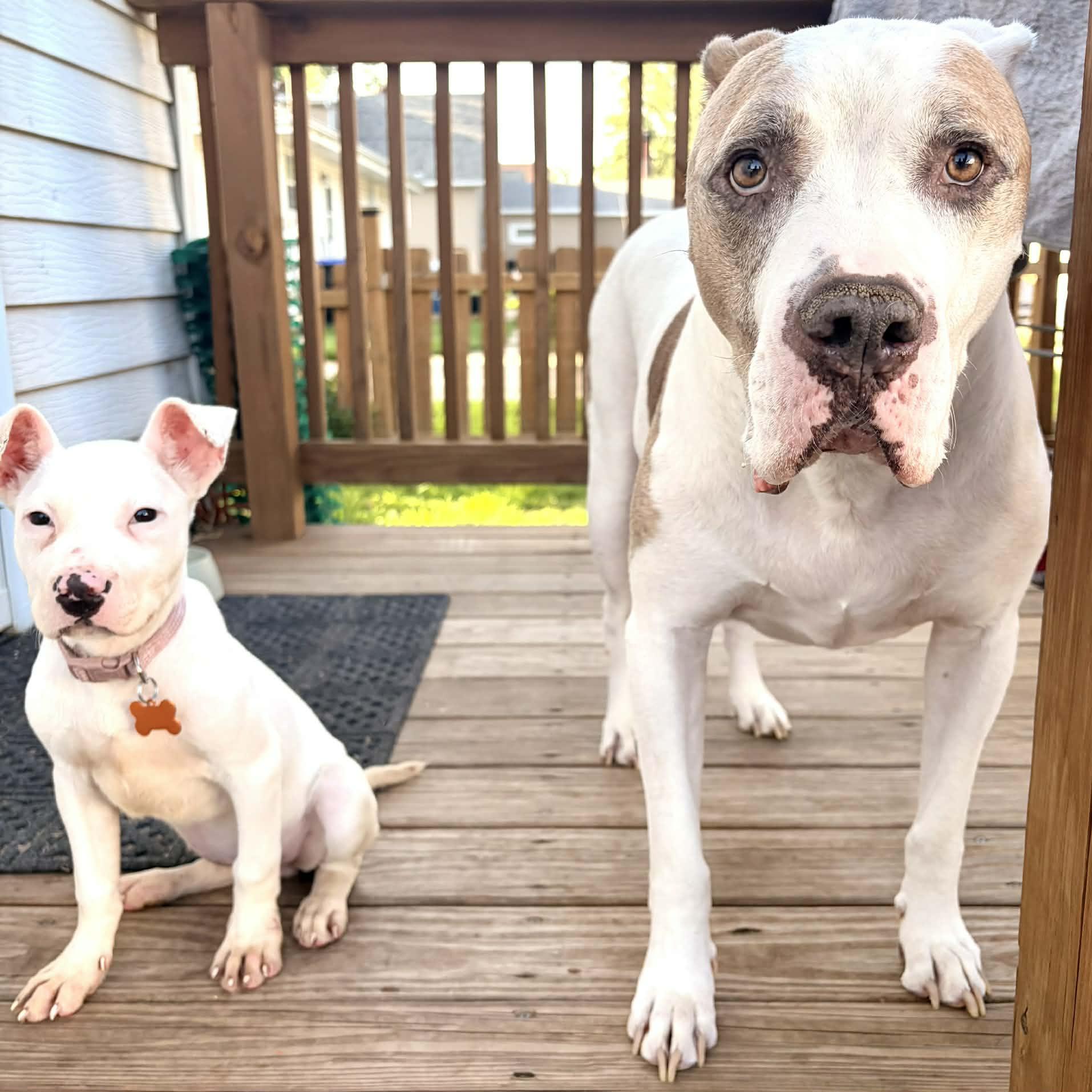 Tilly, an adopted mixed breed in Normal, IL image 5/6