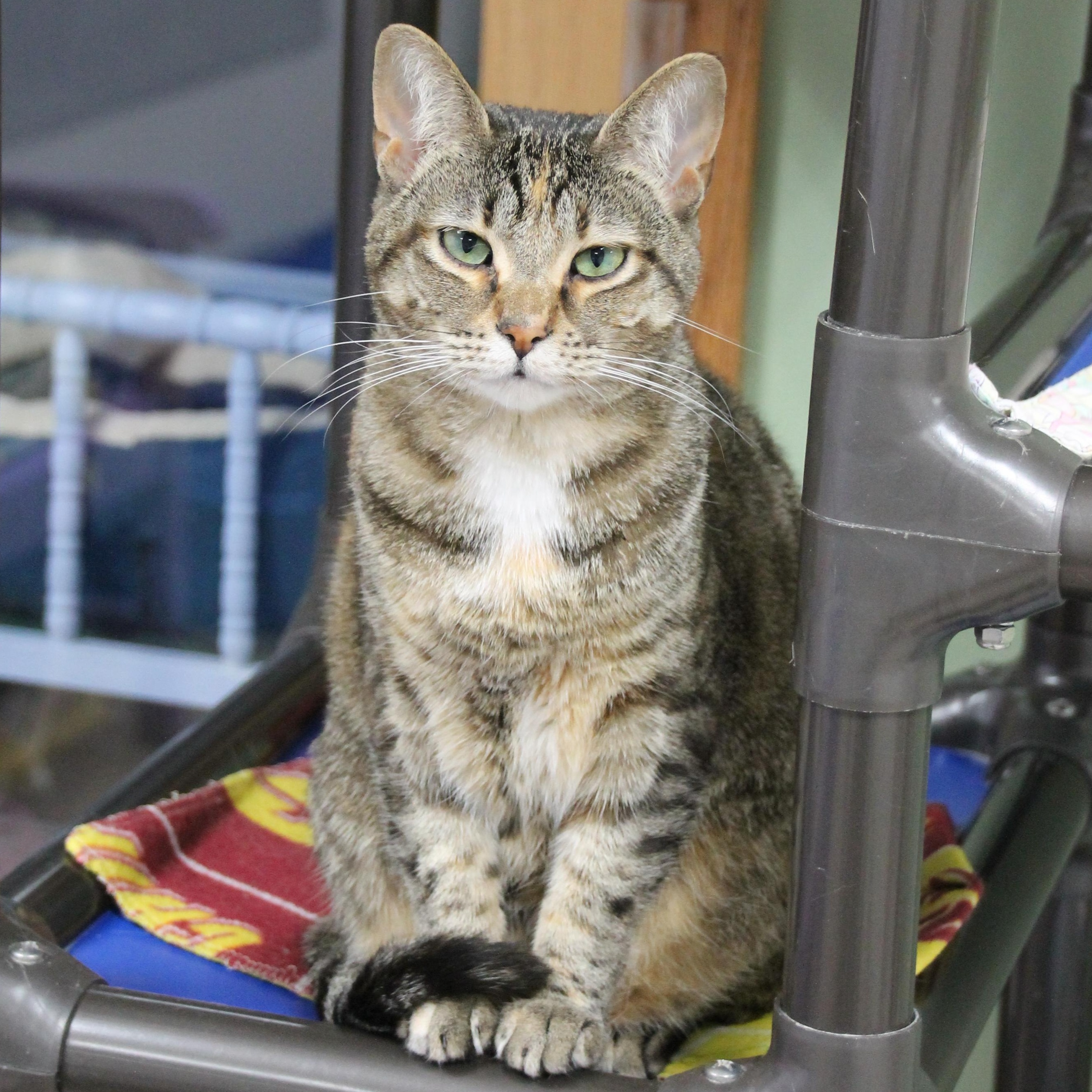 Perry, a Adoptable Domestic Short Hair in Grand Rapids, MI image 1/5