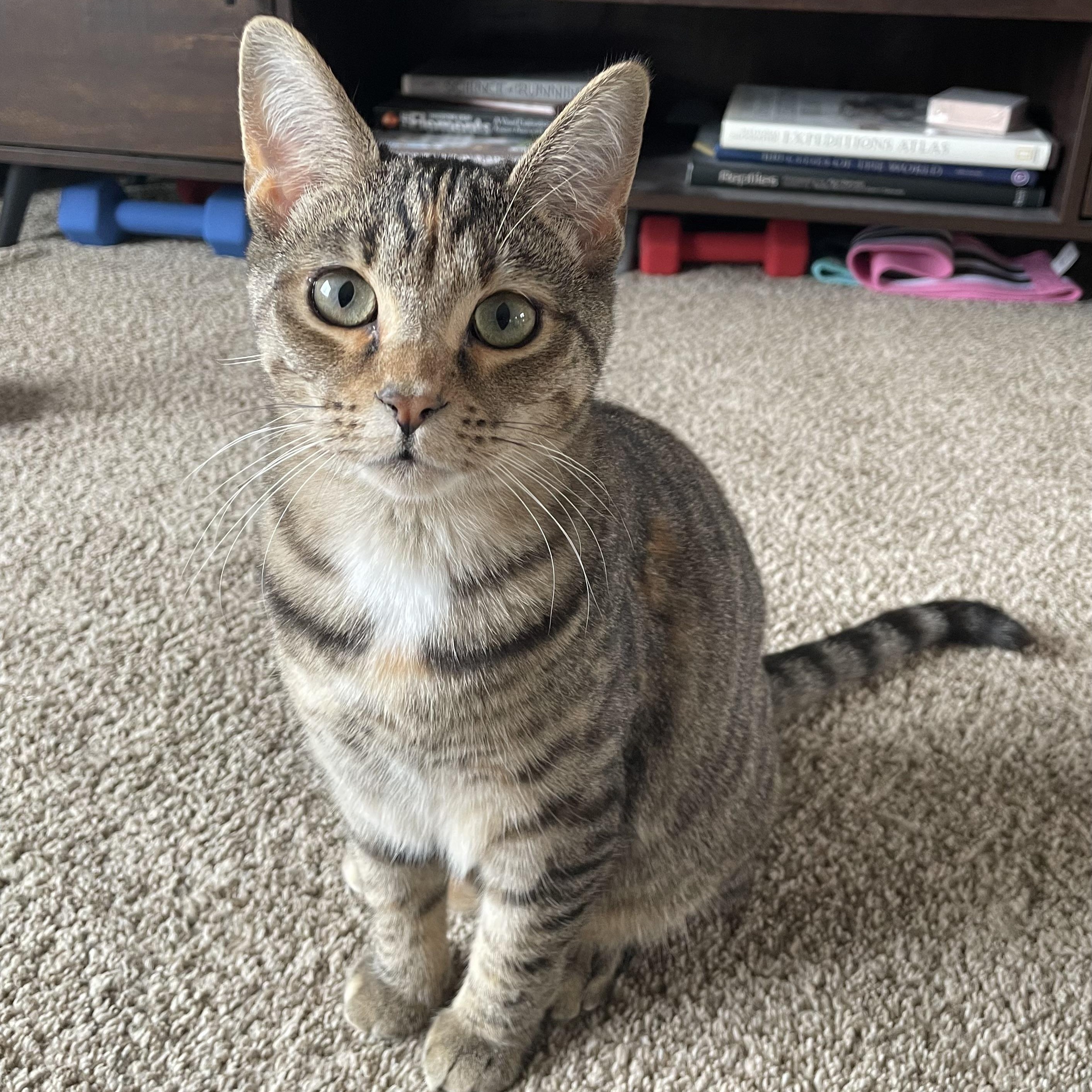 Perry, a Adoptable Domestic Short Hair in Grand Rapids, MI image 3/5