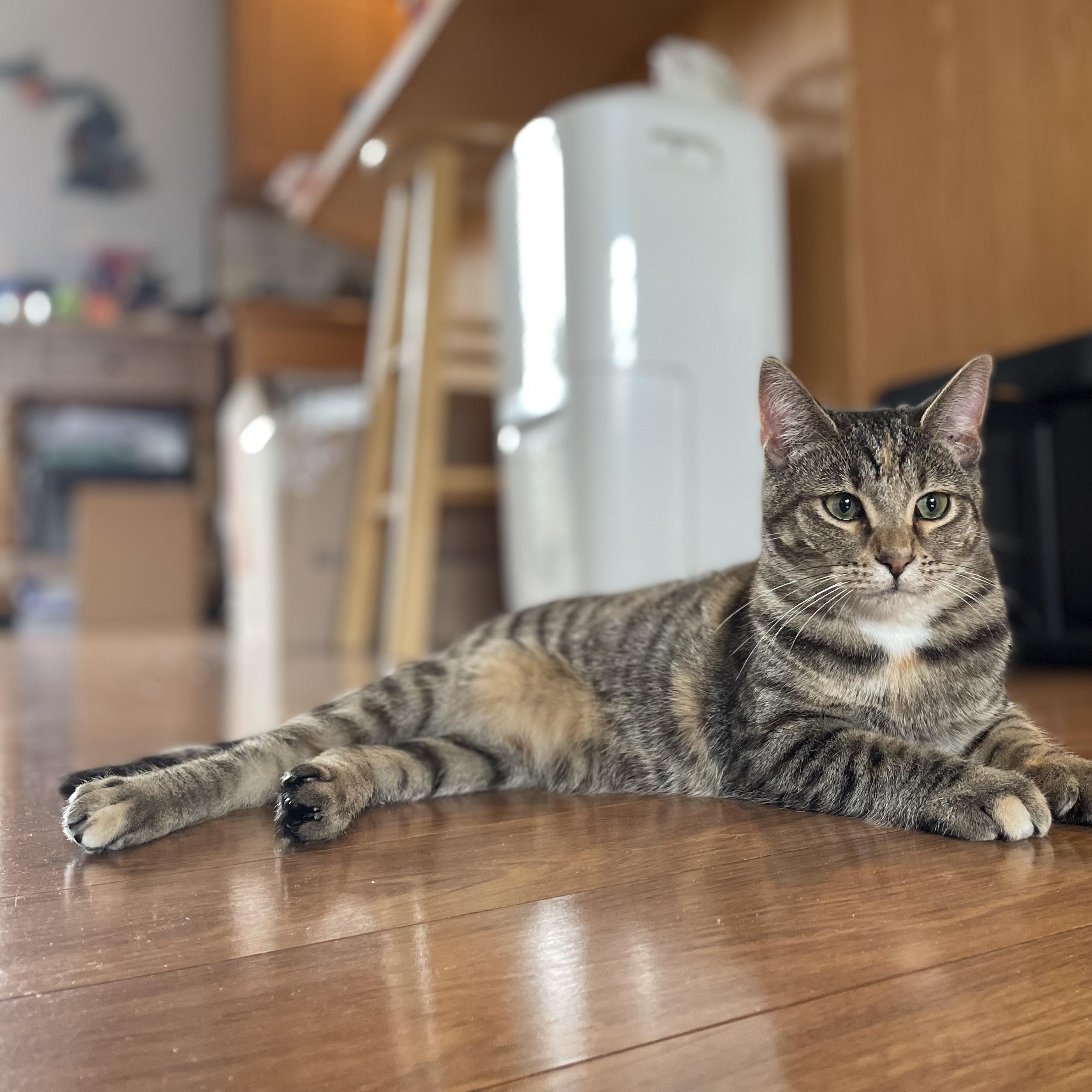 Perry, a Adoptable Domestic Short Hair in Grand Rapids, MI image 5/5