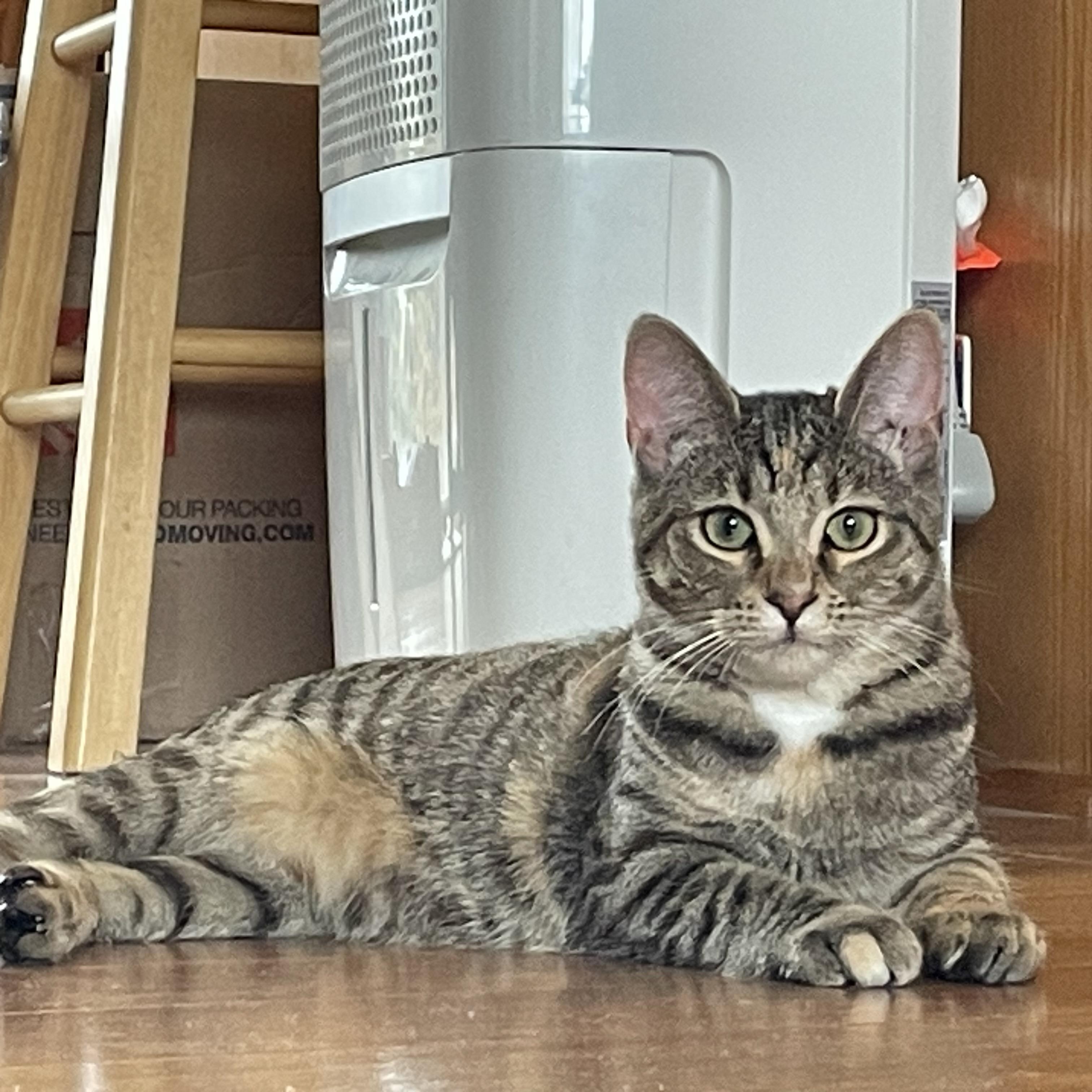 Perry, a Adoptable Domestic Short Hair in Grand Rapids, MI image 2/5