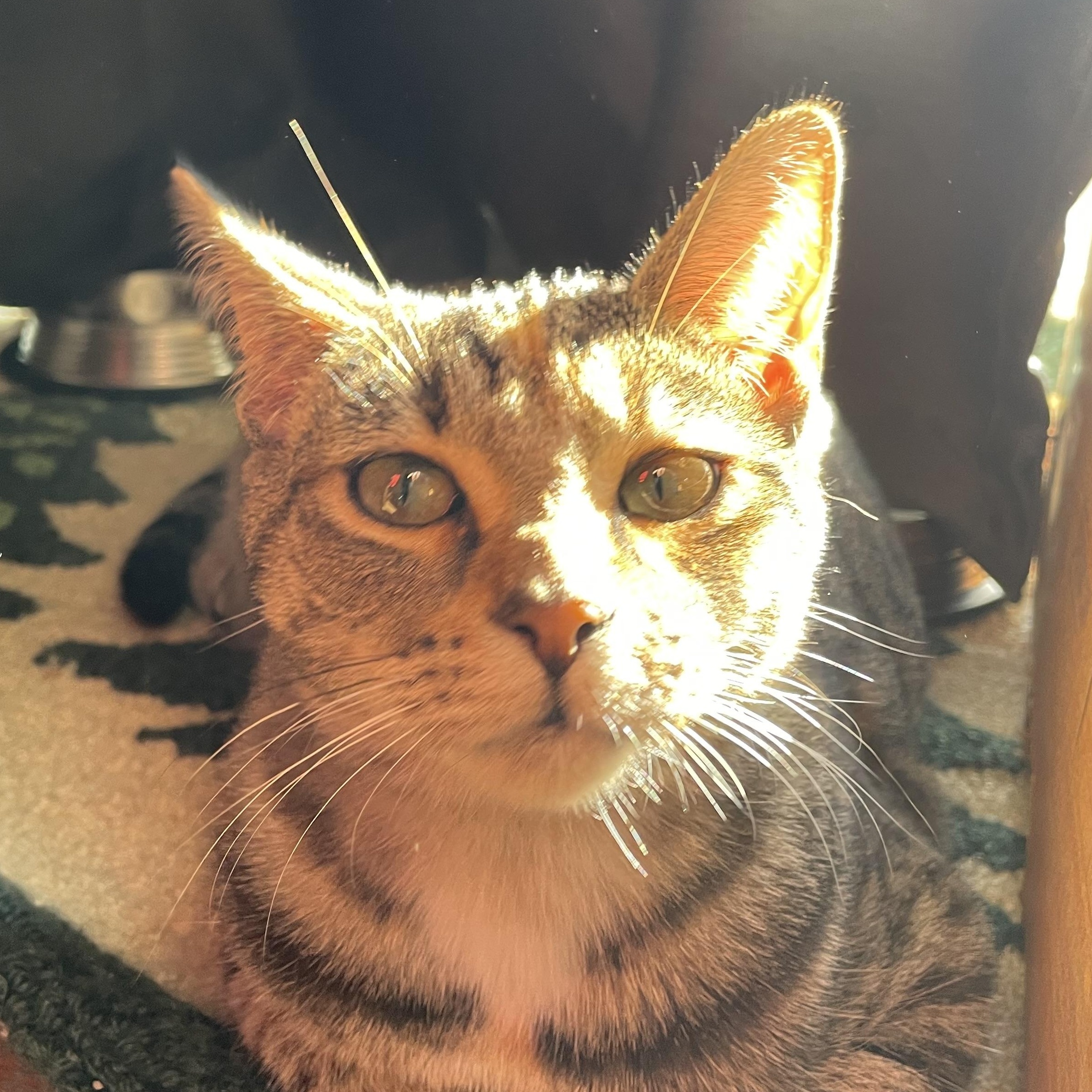 Perry, a Adoptable Domestic Short Hair in Grand Rapids, MI image 4/5