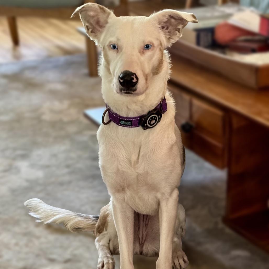 Enlarge Skye, a Adoptable mixed breed in Wichita, KS image 1/6