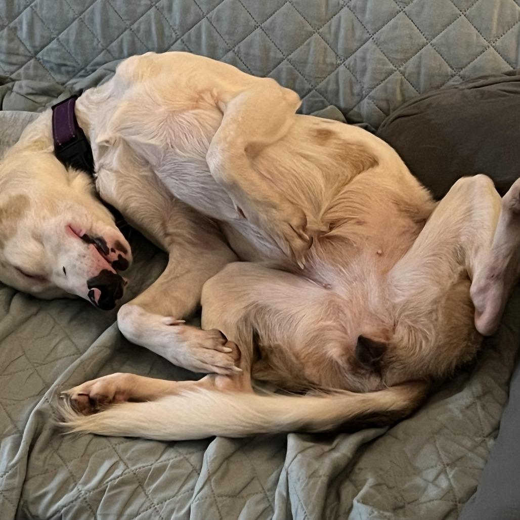 Enlarge Skye, a Adoptable mixed breed in Wichita, KS image 1/4