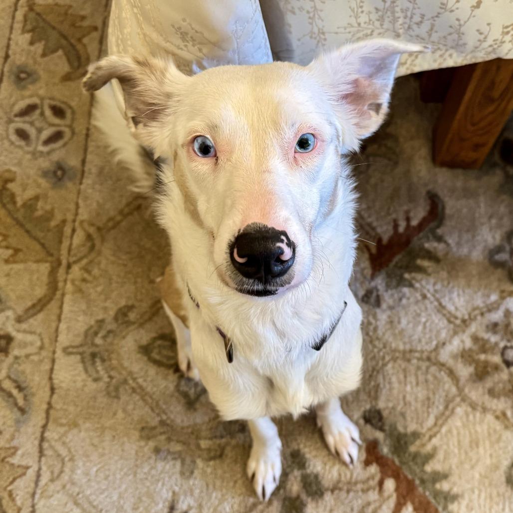 Enlarge Skye, a Adoptable mixed breed in Wichita, KS image 2/6