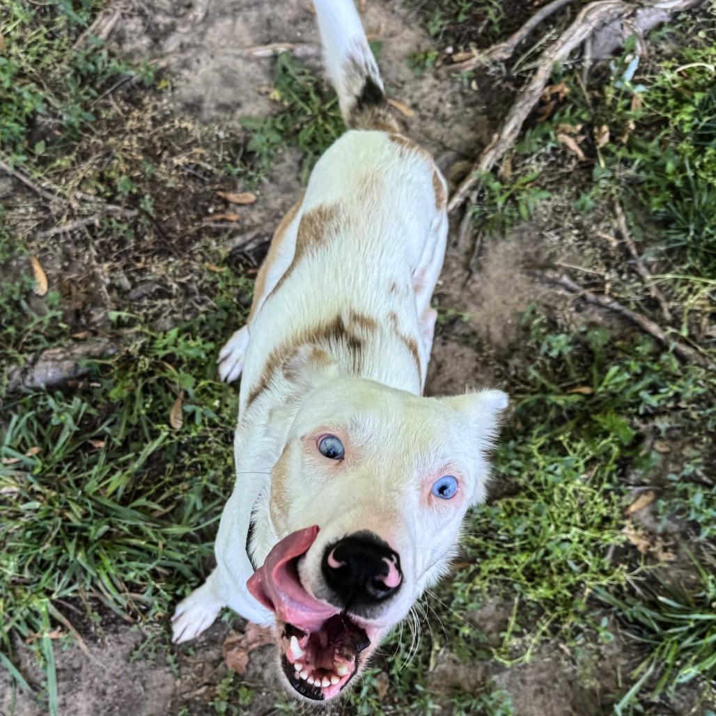 Enlarge Skye, a Adoptable mixed breed in Wichita, KS image 3/6