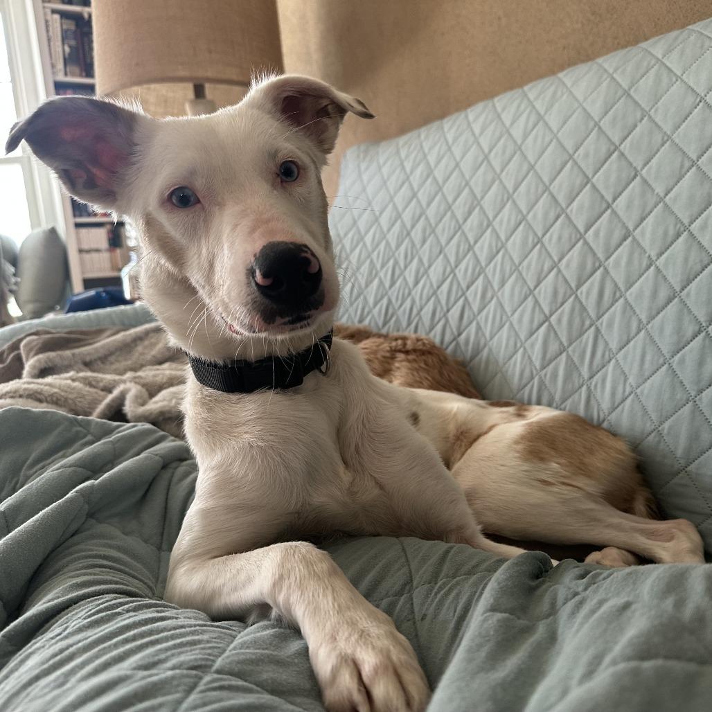 Enlarge Skye, a Adoptable mixed breed in Wichita, KS image 2/4