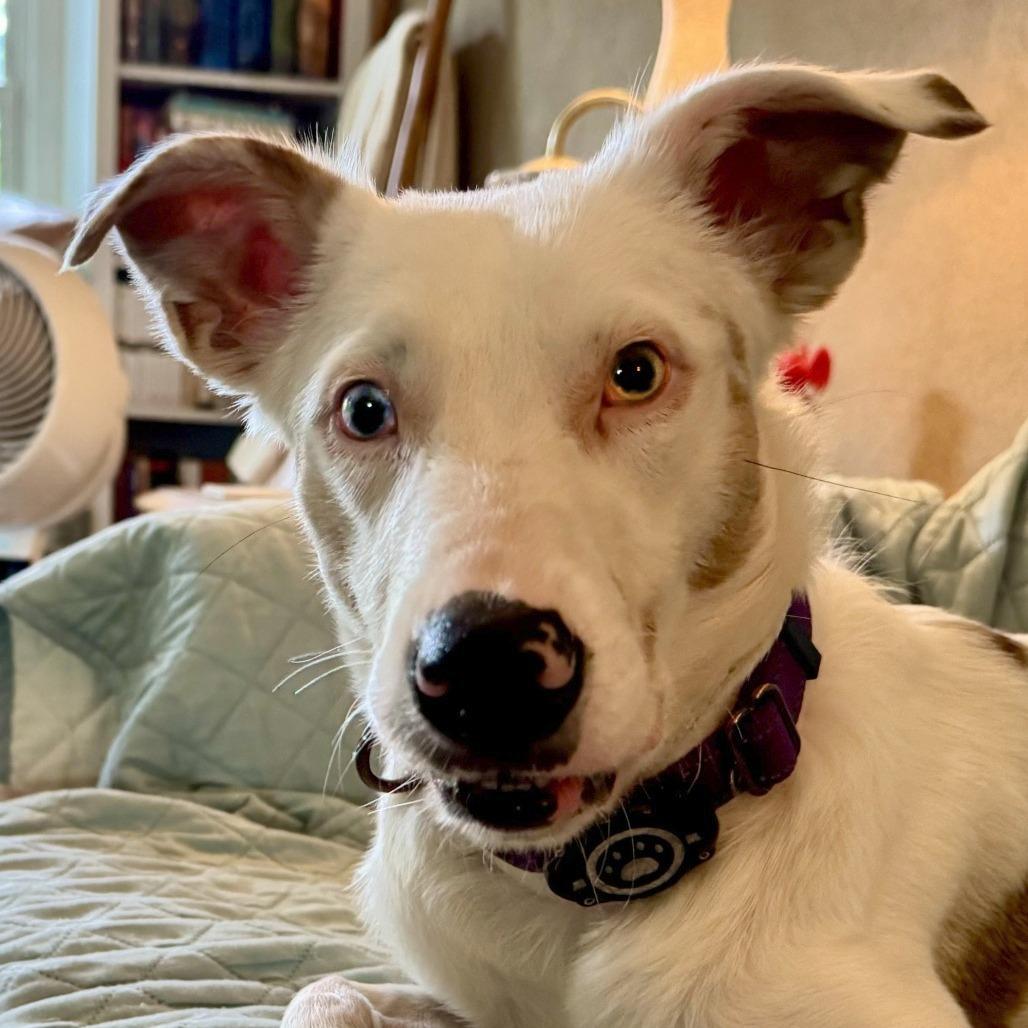 Enlarge Skye, a Adoptable mixed breed in Wichita, KS image 4/6