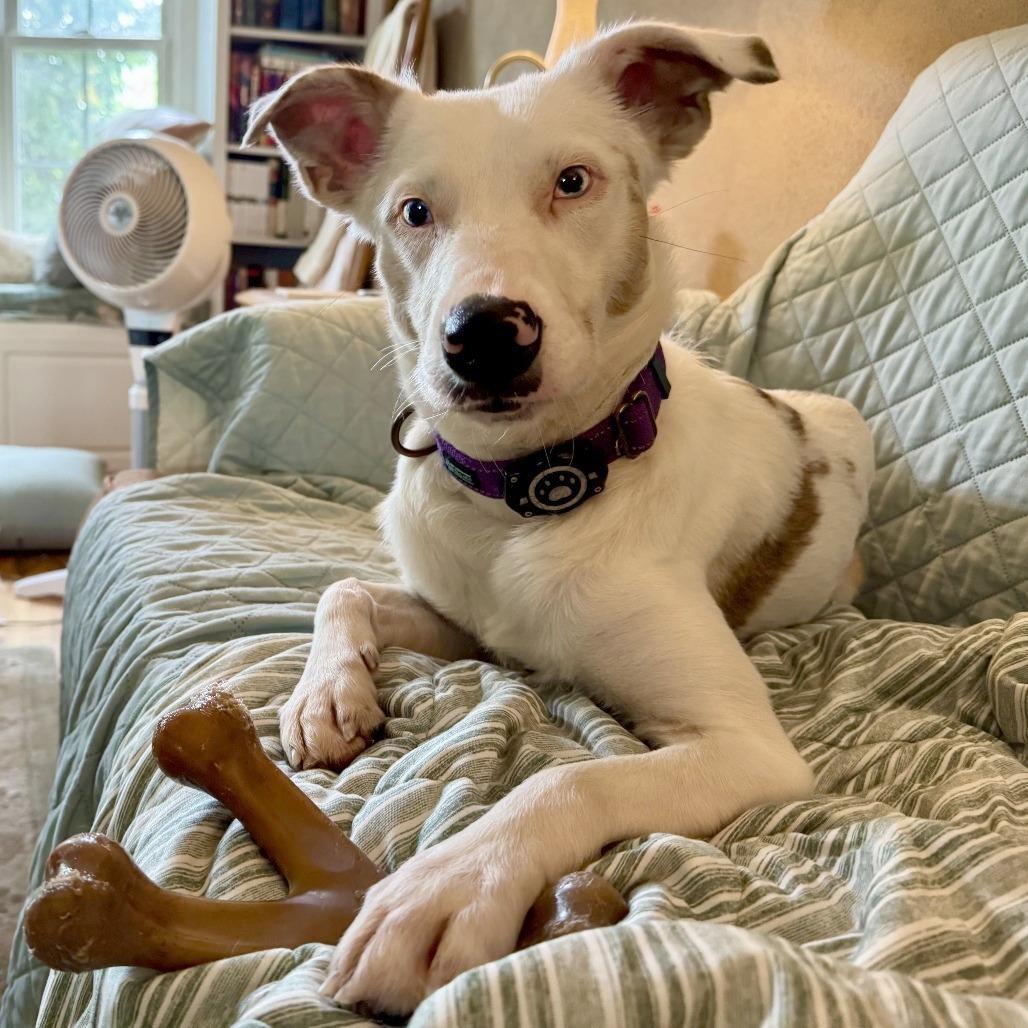Enlarge Skye, a Adoptable mixed breed in Wichita, KS image 5/6