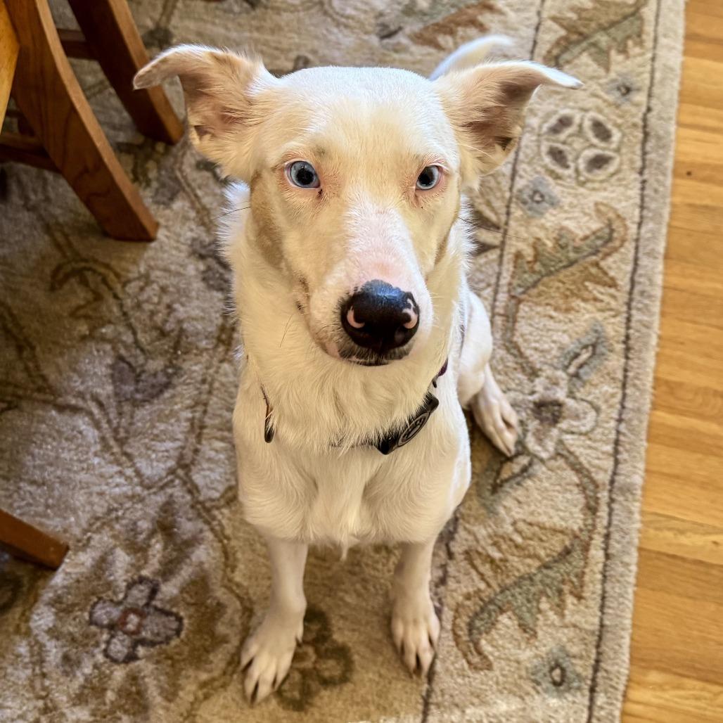 Enlarge Skye, a Adoptable mixed breed in Wichita, KS image 6/6