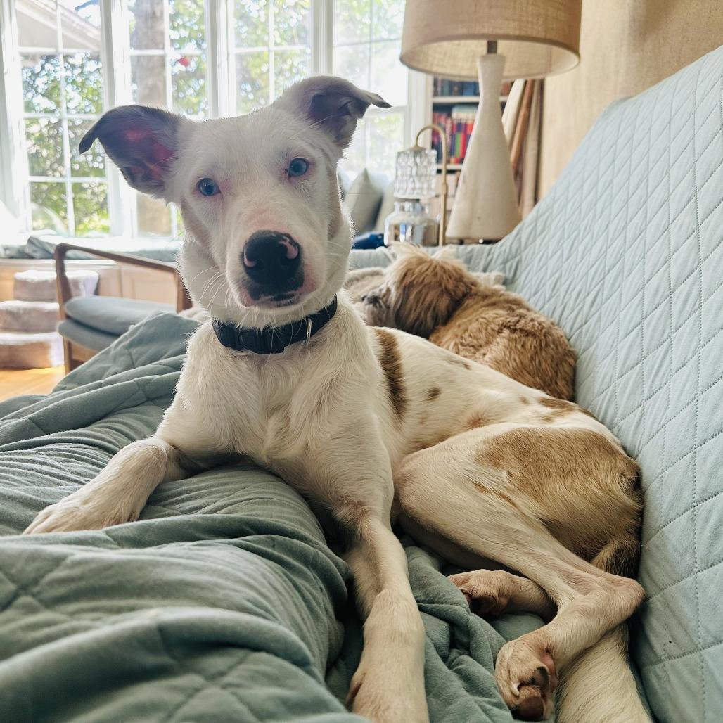 Enlarge Skye, a Adoptable mixed breed in Wichita, KS image 3/4