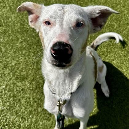 Enlarge Skye, a Adoptable mixed breed in Wichita, KS image 4/4