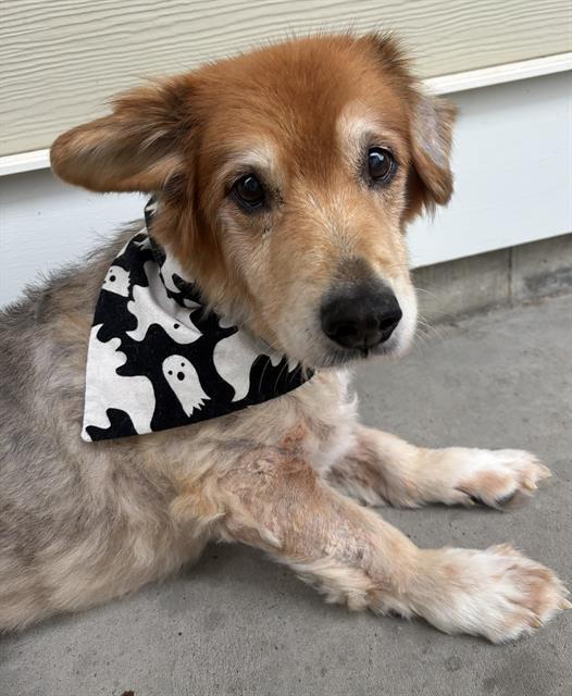 EMMA, Adoptable, Senior Female Cardigan Welsh Corgi & Golden Retriever.